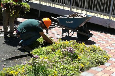 Green Roof Installation, Roof Inspection, Roof Drainage Systems, Sedum