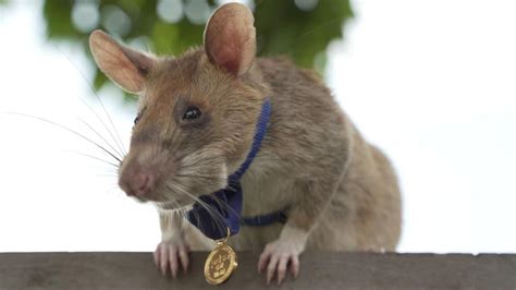 Les rats géants dAfrique ferment leur vagin pour ne pas se reproduire