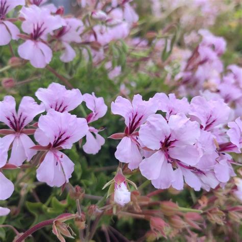 Pelargonium peltatum seeds - Buy online