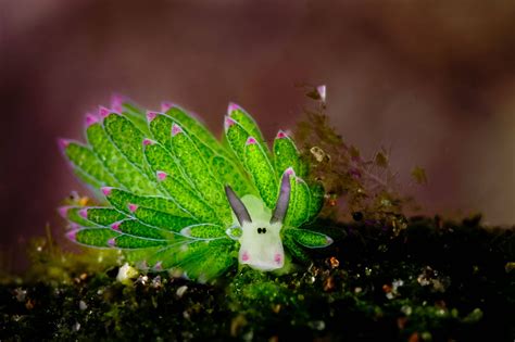 These Cute Sea Slugs Are The Sheep Of The Sea Sea Slug Weird Animals