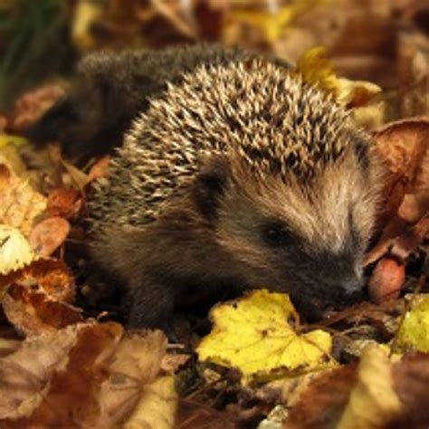 Naturdetektive F R Kinder Naturdetektive De Igel