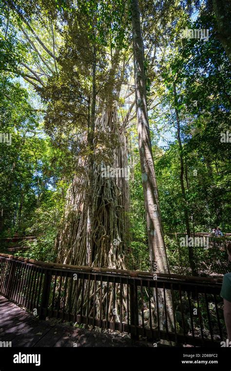 Curtain Fig Curtain Fig National Park Yungaburra Atherton Tablelands