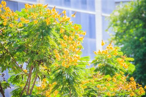 Beautiful Yellow Peltophorum Pterocarpum Flowers On Tree Commonly