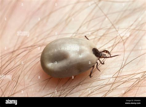 Garrapata De Frijol Castor Ixodes Ricinus Portador De Enfermedades