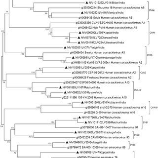 Phylogenetic Tree Based On VP1 Sequence Nucleotide Position