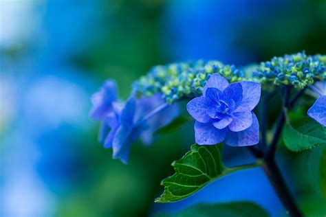 Hydrangea Blue Petals Plant - Free photo on Pixabay