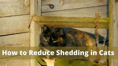 How To Reduce Shedding In Cats Of 2022