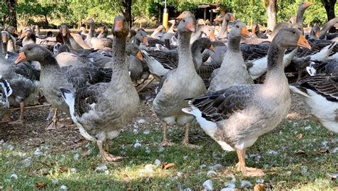 Carte Grippe Aviaire D Partements Plac S En Risque Lev