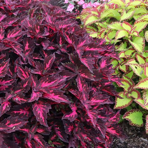 Coleus Stained Glassworks Royalty J Parker Dutch Bulbs