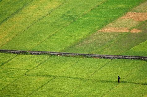 Rice Plantation Free Photo Download | FreeImages