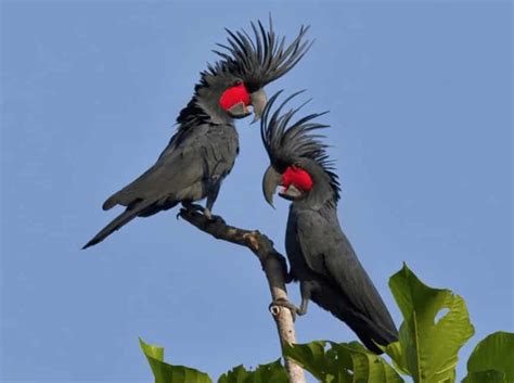 Burung Kakak Tua Cara Merawat Pakan Harga Jual Lengkap