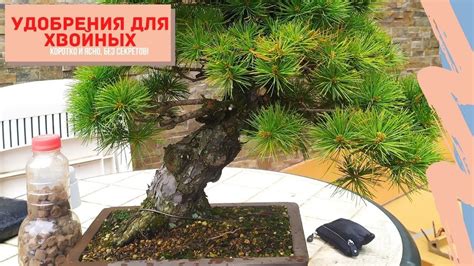 Удобрения для хвойных растений и способы их использования в бонсай ...