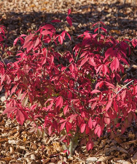 Rudy Haag Burning Bush True Dwarf Bower And Branch