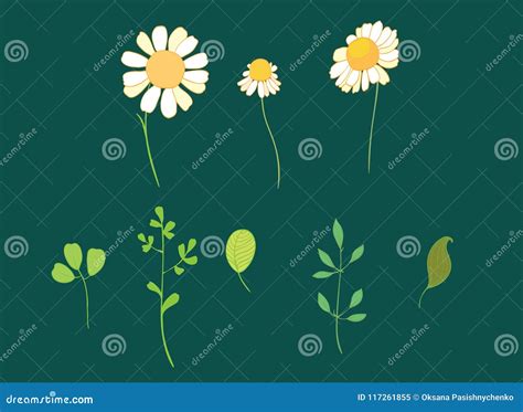 Sistema De Flores Y De Hojas De La Margarita Del Vector Ilustraci N Del