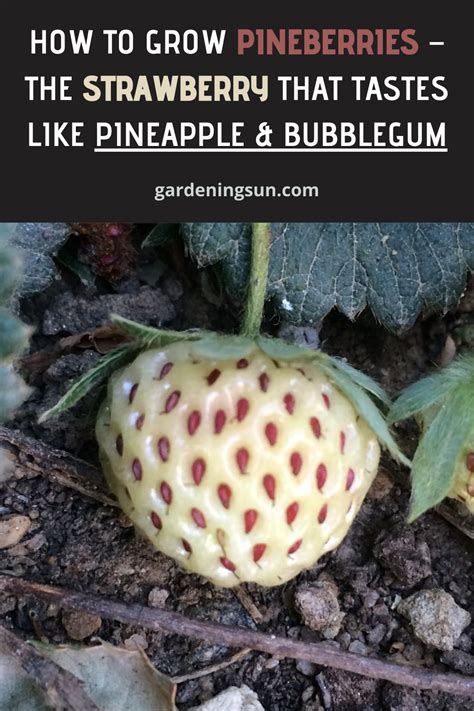 How To Grow Pineberries The Strawberry That Tastes Like Pineapple