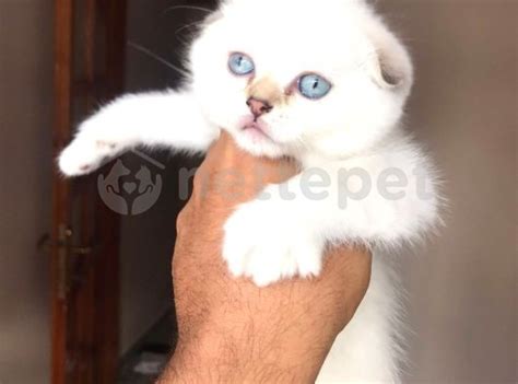 British ShortHair Blue Point Ve Scottish Fold Yavrular Nettepet