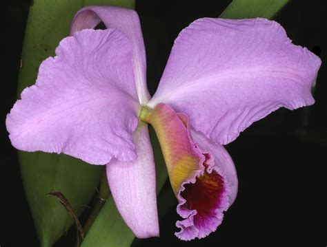 Cattleya Percivaliana Cattleya Orchids Beautiful