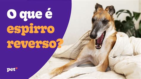 Espirro Reverso O Que Fazer - O que é espirro reverso? - YouTube