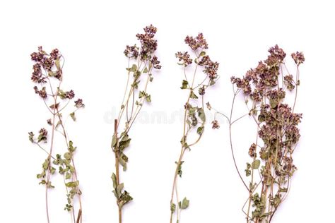 Heather White Aster Ground Cover Stock Image Image Of Plant White