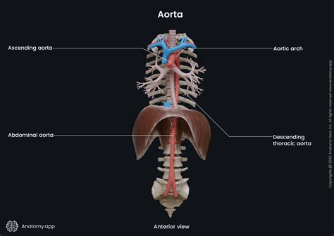 Aorta Encyclopedia Anatomyapp Learn Anatomy 3d Models