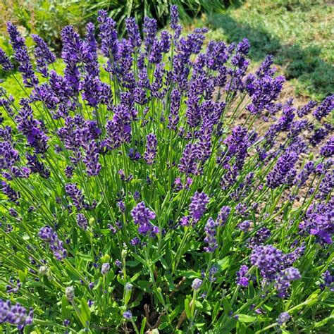 Lavandula X Intermedia Niko Lavender Phenomenal™ From Plantworks Nursery