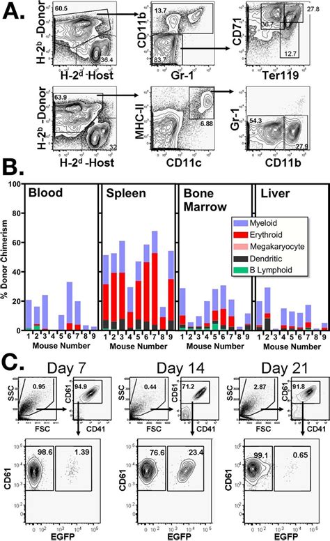 In Vivo Differentiation Of Pooled Allogeneic MMPCs A BALB C Mice