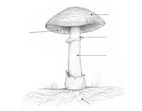 Fungi Parts Diagram Quizlet