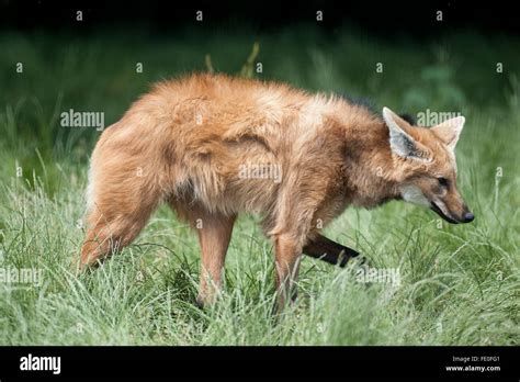 El Lobo De Crin Chrysocyon Brachyurus Sudam Rica Fotograf A De Stock