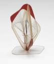 Model For Linear Construction No 3 With Red Naum Gabo 1952 Tate