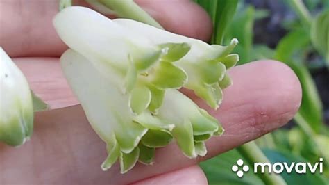 Купена. Бело-зелёная гамма.#купена - YouTube