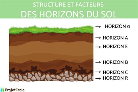 Horizon du sol Définition structure et facteurs