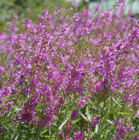 Gärtnerei StaudenSpatz Ruten Weiderich Swirl Lythrum virgatum