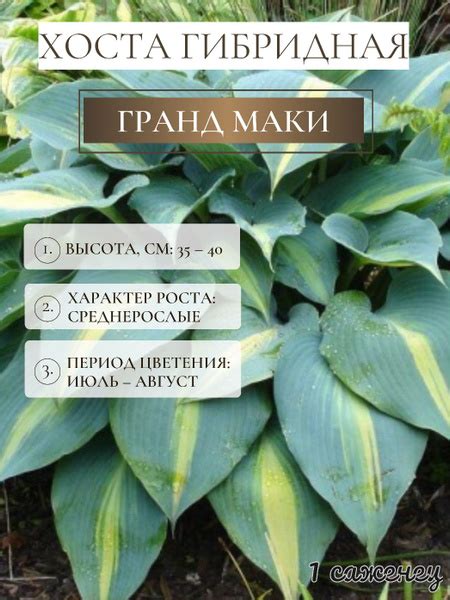 Хосты Хостакорневище1шт - купить по выгодным ценам в интернет-магазине ...