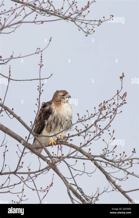 Red Tailed Hawk Buteo Jamaicensis Perched High In A Tree Hunting In