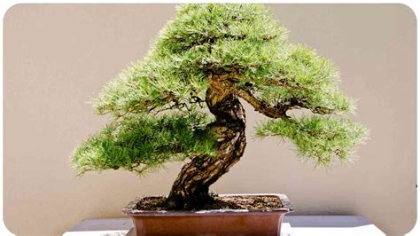 How Do Bonsai Trees Survive For Centuries In Small Pots Unified Garden