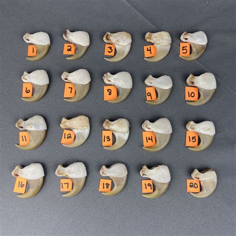 claws  sale claw antler hide