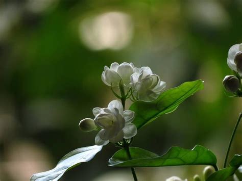 茉莉花栽種難？學會這份用肥「秘籍」，長勢旺，花朵開滿枝頭 每日頭條