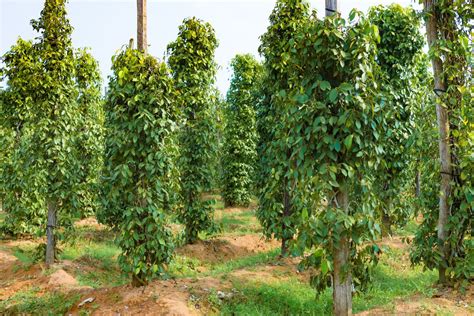 Como Plantar Pimenta Do Reino Em Vasos Veja Um Passo A Passo Portal