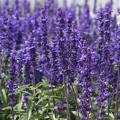 Salvia Farinacea Victoria Blue White Flower Farm