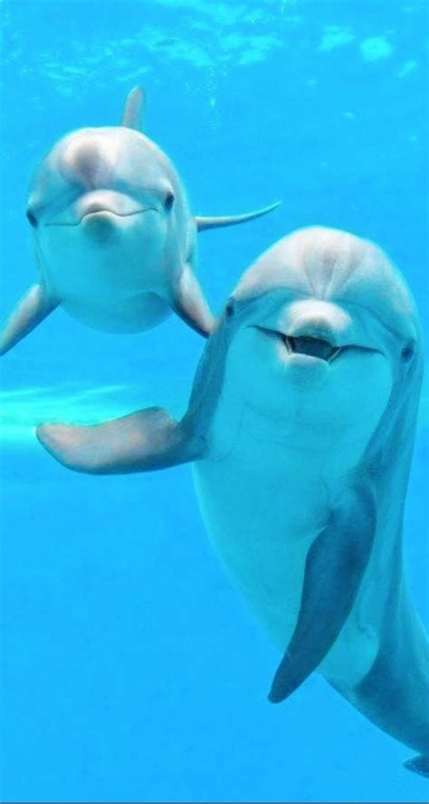 Two Dolphins Are Swimming In The Blue Water With Their Heads Touching