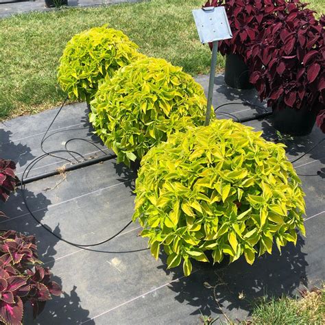 Main Street Chartres Street™ Coleus Solenostemon Scutellarioides