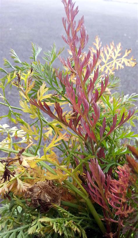 Carrot root fly infected foliage - Greenside Up