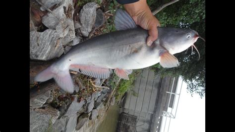 Fishing For Blue Catfish On The Potomac River Washington Dc Youtube