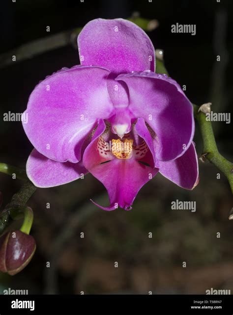 Close Up Of An Orchid Flower In A Nursery Near Gangtoksikkimindia