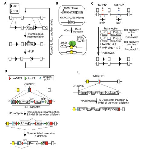 Figure 1 From Multiple Gene Transfer And All In One Conditional