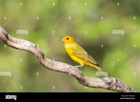 Saffron Finch Sicalis Flaveola On A Branch Pantanal Mato Grosso