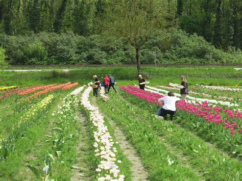 La Tronche Des Tulipes Pour Lutter Contre Le Cancer