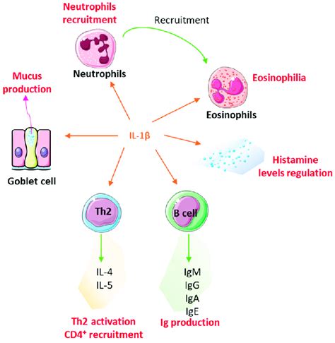 The pro inflammatory cytokine IL 1β is implicated in regulating