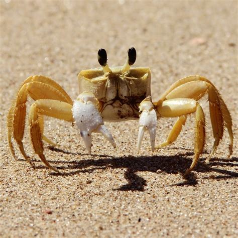 Crab Alert