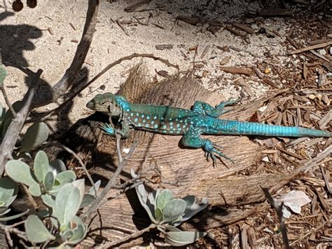 Aruban Whiptail Lizard